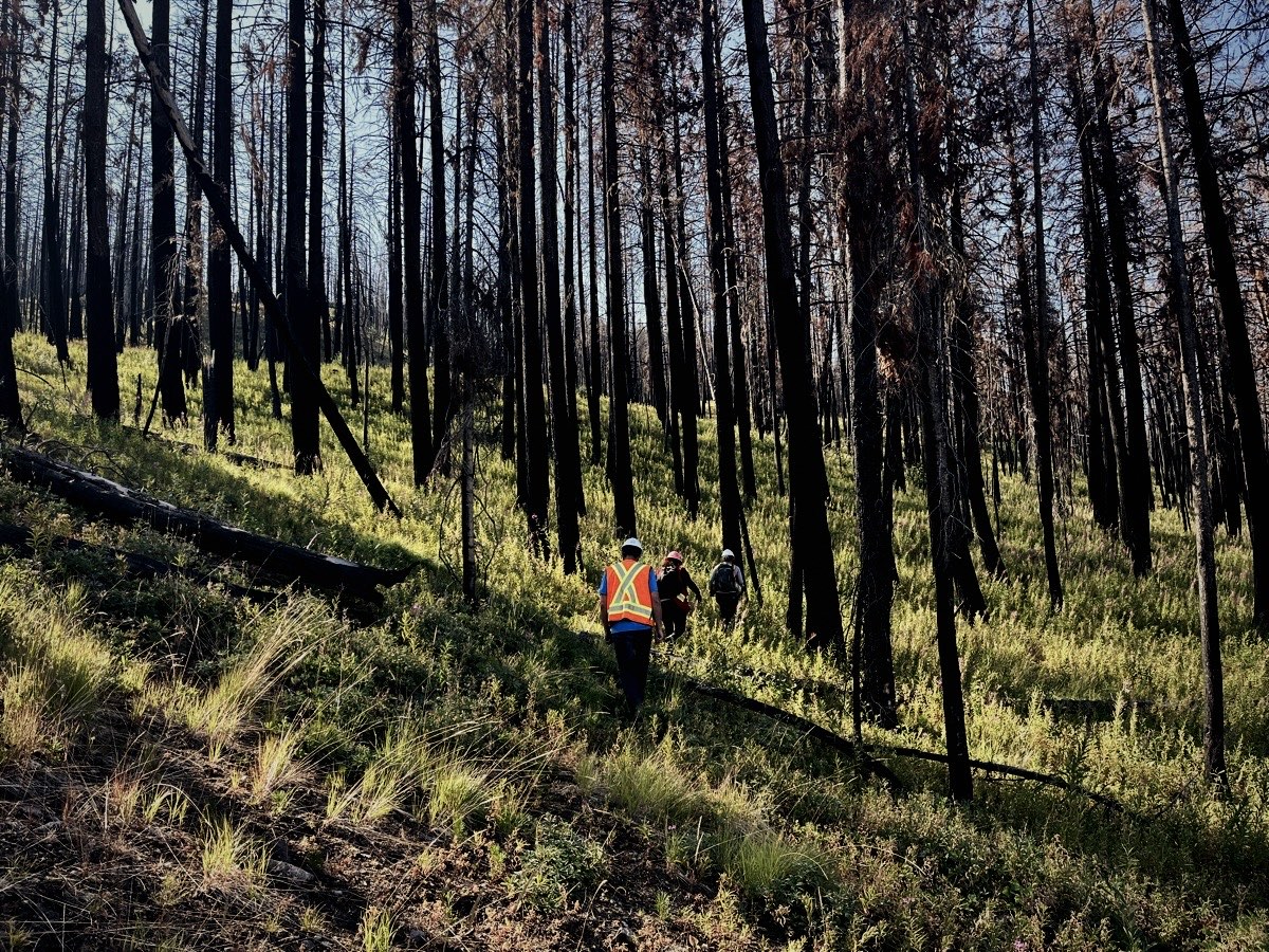 Crew in high-visibility gear walking through a burnt forest